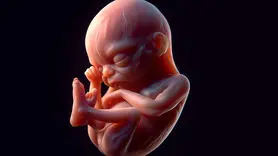 بارداری چند هفته طول میکشد؟ + همه چیز درباره مراحل رشد جنین