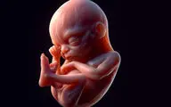بارداری چند هفته طول می‌کشد؟ + همه چیز درباره مراحل رشد جنین