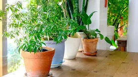 ۷ آفت گیاهان آپارتمانی+ چطور آنها را از بین ببرید؟