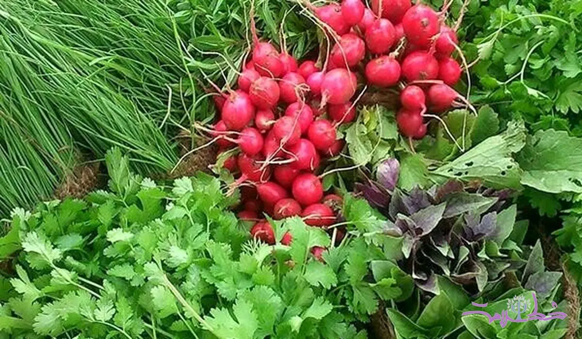 سبزی خوردن؛ گنجینه ای از خواص در سفره شما