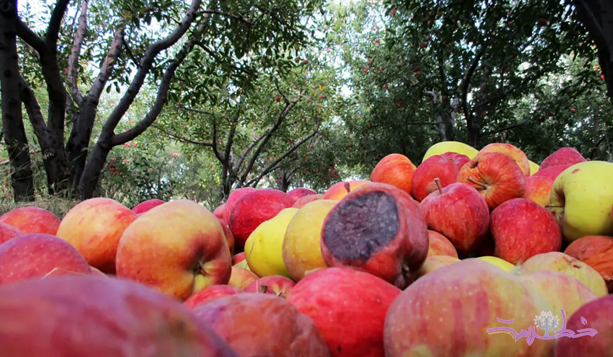 خوردن میوه های لک زده خطرناک است؟