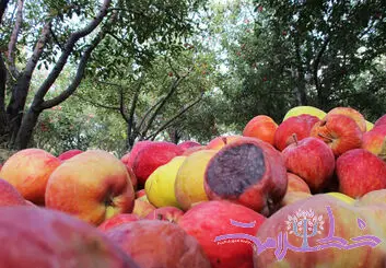 خوردن میوه های لک زده خطرناک است؟
