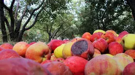 خوردن میوه های لک زده خطرناک است؟