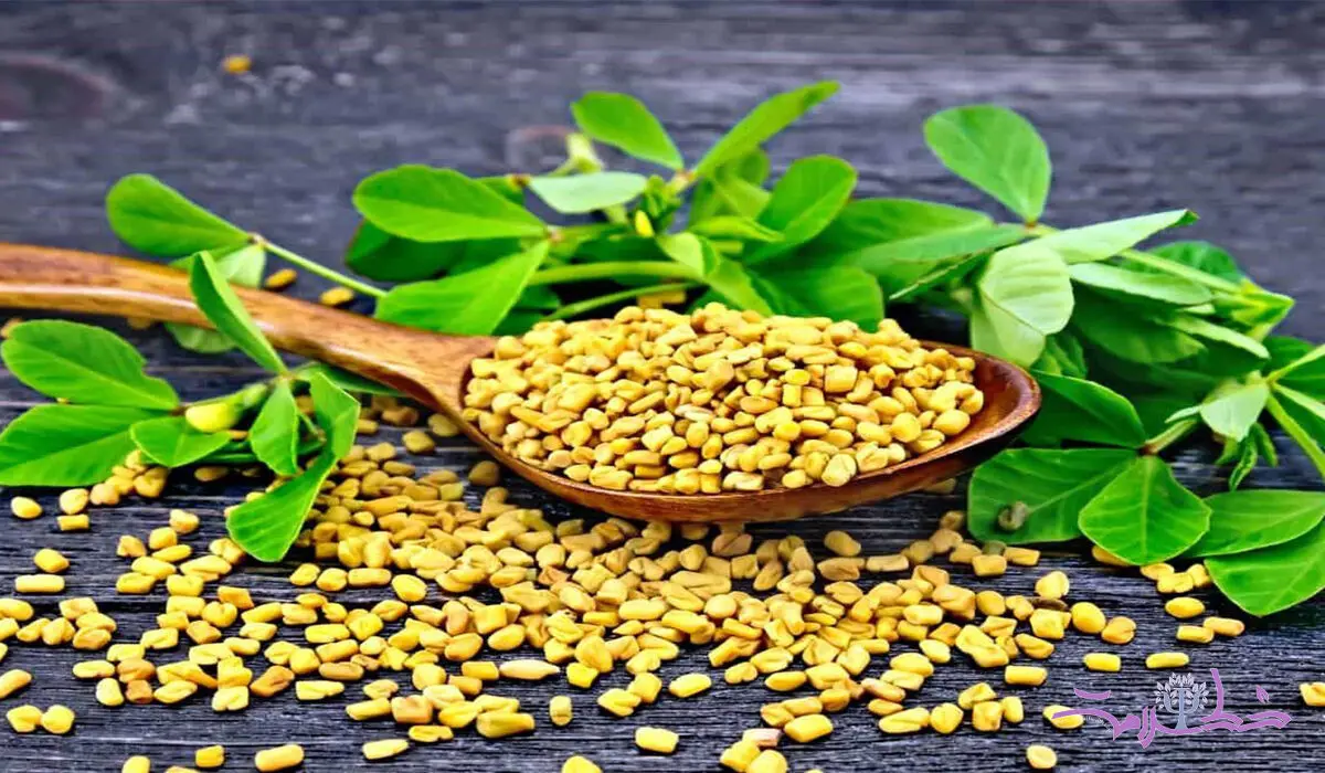 آیا خواص تخم شنبلیه و سبزی شنبلیله باهم تفاوت دارد؟
