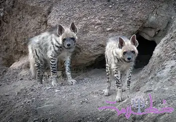  مشاهده کفتار راه راه حیوانی راز آلود و شب زی در شهرستان خوسف 