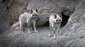  مشاهده کفتار راه راه حیوانی راز آلود و شب زی در شهرستان خوسف 