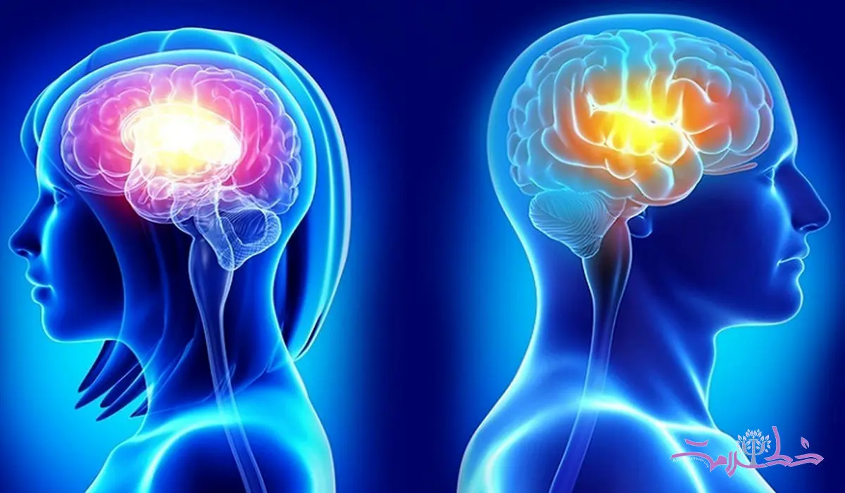 مغز زنان فعال تر است یا مغز مردان + تفاوت های مغزی زن و مرد