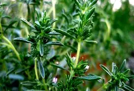 اگر این سبزی خوش عطر  را بیشتر بخورید از 5 بیماری دور می شوید