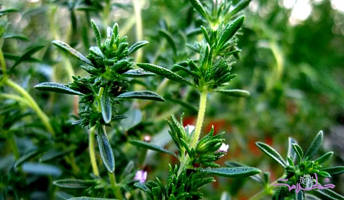 اگر این سبزی خوش عطر  را بیشتر بخورید از 5 بیماری دور می شوید