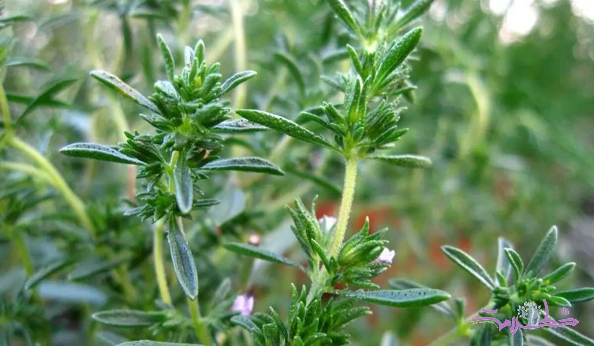 اگر این سبزی خوش عطر  را بیشتر بخورید از 5 بیماری دور می شوید