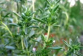 اگر این سبزی خوش عطر  را بیشتر بخورید از 5 بیماری دور می شوید