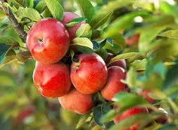 با سیب های آردی چه کار کنیم؟