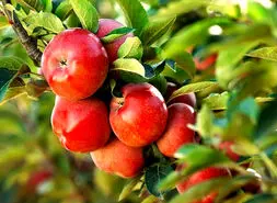 با سیب های آردی چه کار کنیم؟