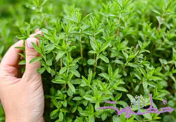 چگونه از آویشن استفاده کنیم؟ + فواید آویشن برای کاهش درد، اسپاسم عضلانی و دردهای قاعدگی