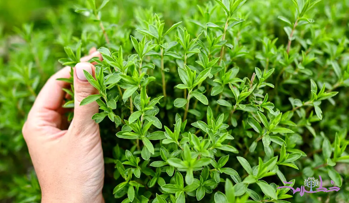 چگونه از آویشن استفاده کنیم؟ + فواید آویشن برای کاهش درد، اسپاسم عضلانی و دردهای قاعدگی