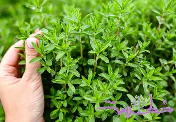 چگونه از آویشن استفاده کنیم؟ + فواید آویشن برای کاهش درد، اسپاسم عضلانی و دردهای قاعدگی