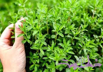 چگونه از آویشن استفاده کنیم؟ + فواید آویشن برای کاهش درد، اسپاسم عضلانی و دردهای قاعدگی
