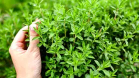 چگونه از آویشن استفاده کنیم؟ + فواید آویشن برای کاهش درد، اسپاسم عضلانی و دردهای قاعدگی