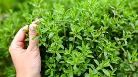 چگونه از آویشن استفاده کنیم؟ + فواید آویشن برای کاهش درد، اسپاسم عضلانی و دردهای قاعدگی