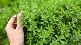چگونه از آویشن استفاده کنیم؟ + فواید آویشن برای کاهش درد، اسپاسم عضلانی و دردهای قاعدگی