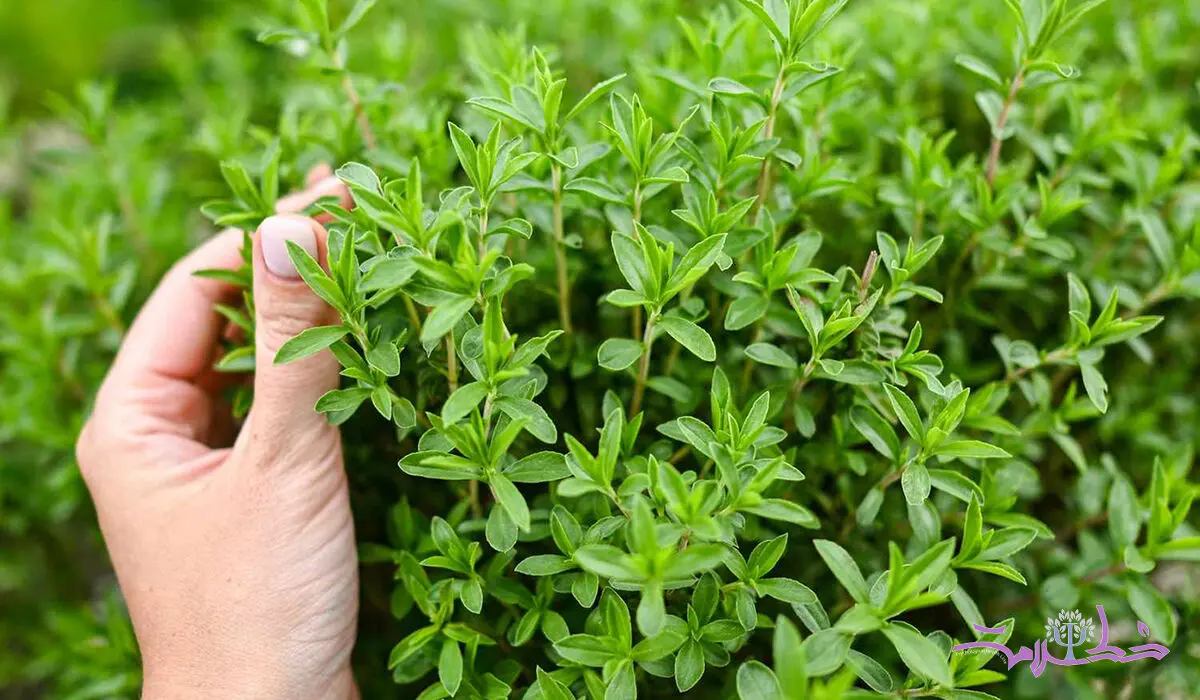 چگونه از آویشن استفاده کنیم؟ + فواید آویشن برای کاهش درد، اسپاسم عضلانی و دردهای قاعدگی