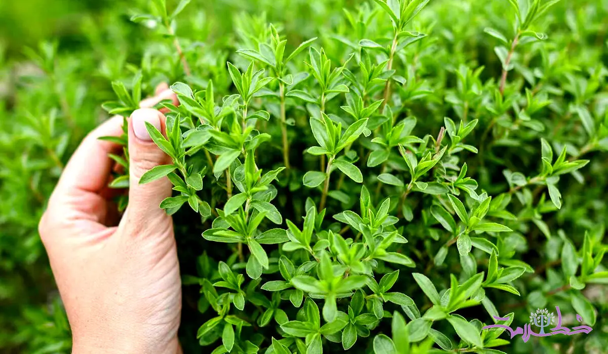 چگونه از آویشن استفاده کنیم؟ + فواید آویشن برای کاهش درد، اسپاسم عضلانی و دردهای قاعدگی
