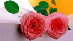 رابطه جنسی در دنیا کم شده است+ عدد رضایت از رابطه جنسی شگفت انگیز است