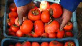  طلای پاییزی با خواص شگفت‌انگیز تقویت‌کننده قوای جنسی مردان