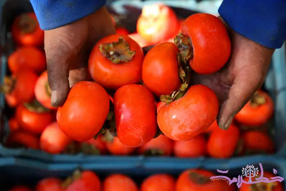  طلای پاییزی با خواص شگفت‌انگیز تقویت‌کننده قوای جنسی مردان