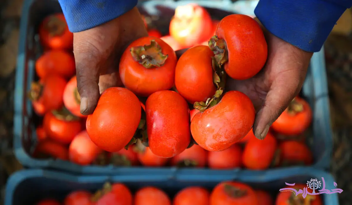  طلای پاییزی با خواص شگفت‌انگیز تقویت‌کننده قوای جنسی مردان