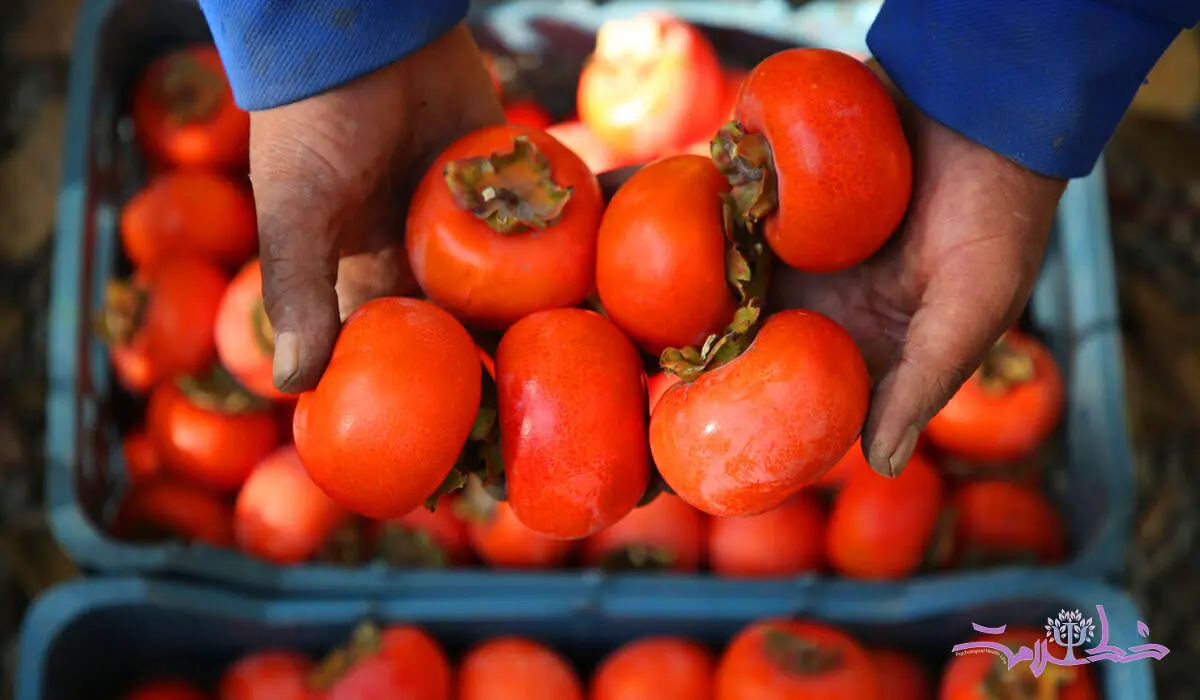  طلای پاییزی با خواص شگفت‌انگیز تقویت‌کننده قوای جنسی مردان