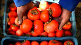  طلای پاییزی با خواص شگفت‌انگیز تقویت‌کننده قوای جنسی مردان