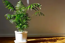 این 3 گیاه  آپارتمانی خوش‌یمن، نمادی از ثروت و خوشبختی