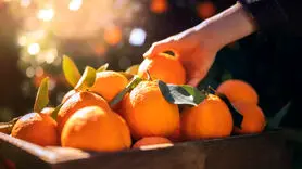 پرتقال را شب ها نخورید + دلایل علمی
