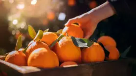 پرتقال را شب ها نخورید + دلایل علمی