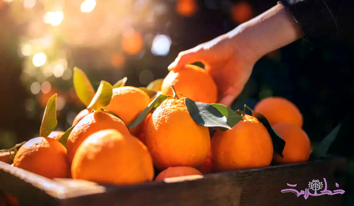 پرتقال را شب ها نخورید + دلایل علمی