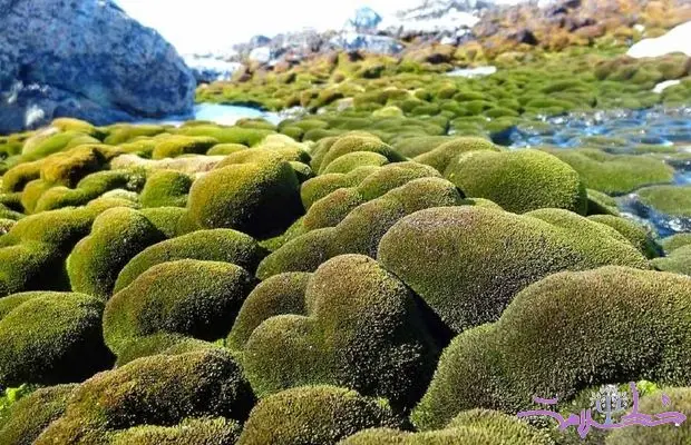این گیاه مقاوم با جذب مدفوع پنگوئن ها بیش از1500 سال عمر می کنند!
