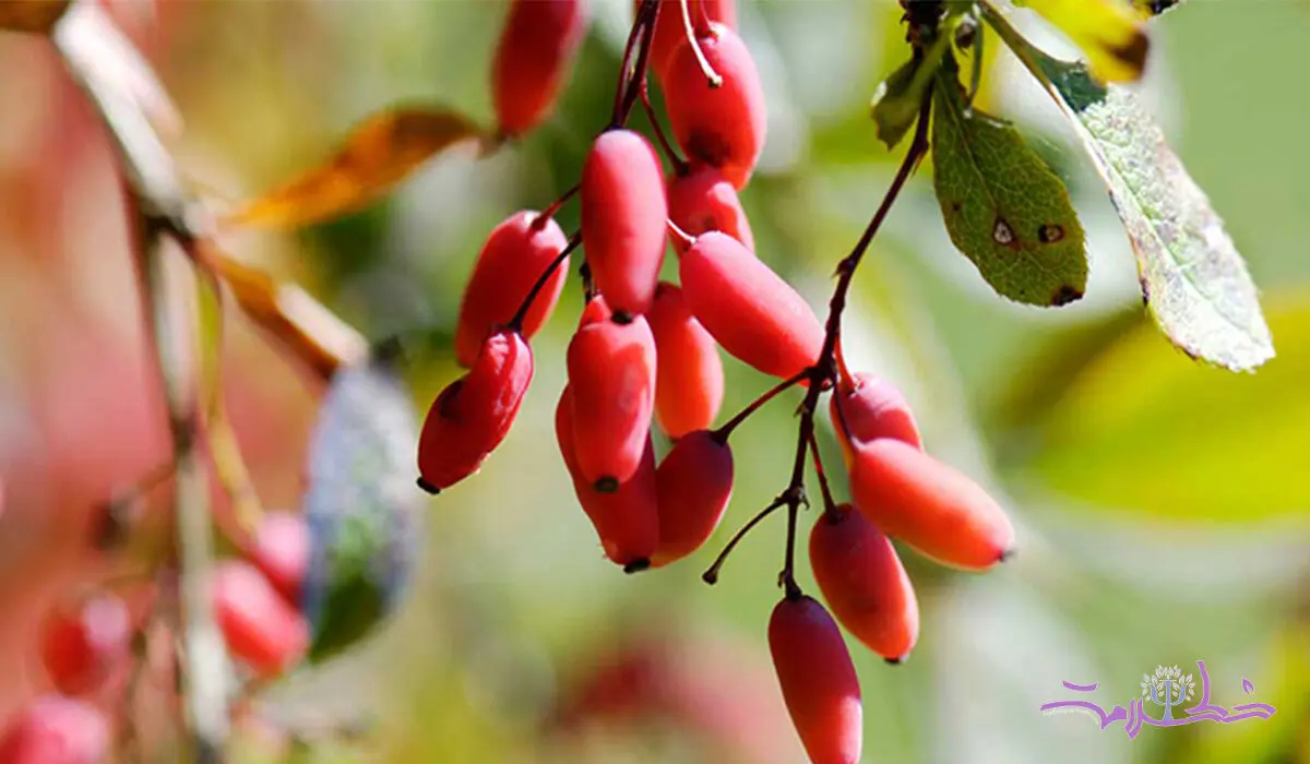 خواص شگفت‌انگیز زرشک در طب سنتی