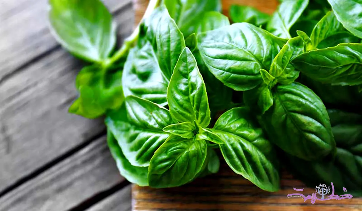 خواص بی نظیر ریحان در طب سنتی به درد شما می خورد