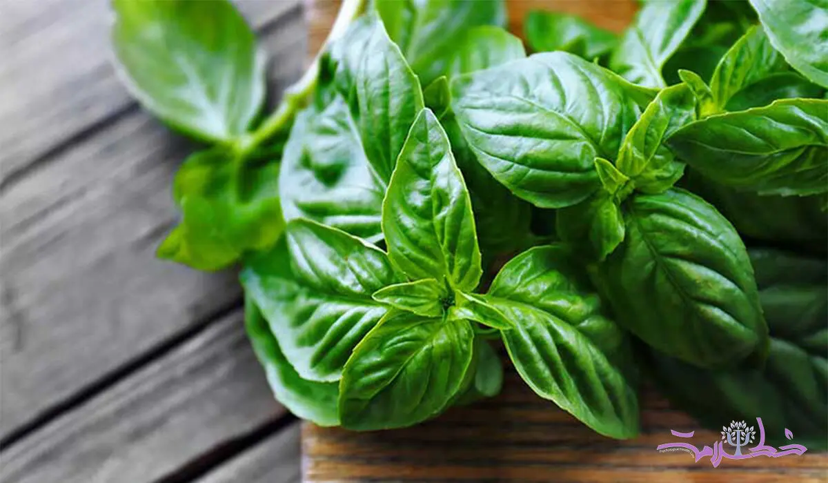 خواص بی نظیر ریحان در طب سنتی به درد شما می خورد
