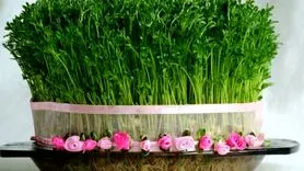 فوت و فن‌های طلایی کاشت سبزه عید با عدس+ فیلم