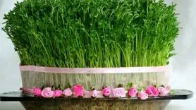 فوت و فن‌های طلایی کاشت سبزه عید با عدس+ فیلم