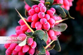 دمنوش زرشک؛ نوشیدنی معجزه‌آسای تابستان