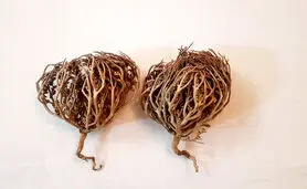 خواص و مضرات پنجه مریم در طب سنتی