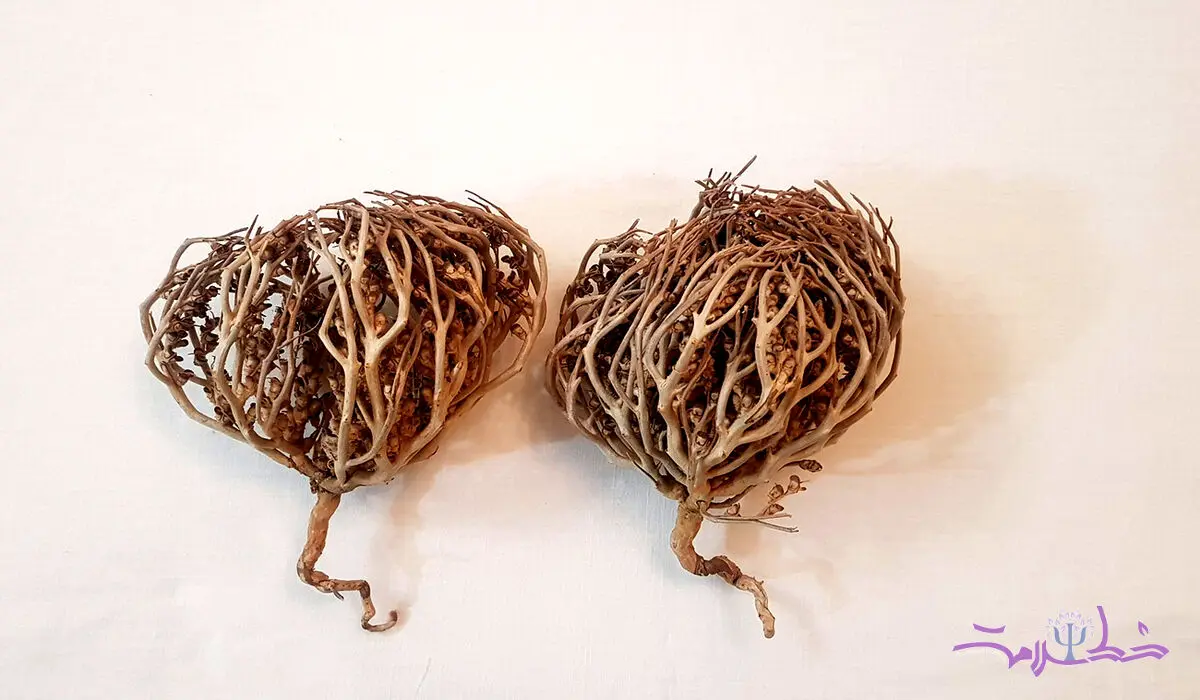 خواص و مضرات پنجه مریم در طب سنتی