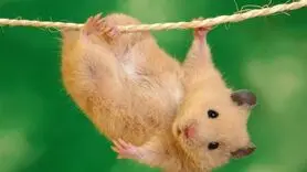 بهترین حیوانات خانگی برای درمان افسردگی 