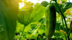 خواص خیار/  ۷ خاصیت علمی اثبات شده خیار
