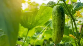 خواص خیار/  ۷ خاصیت علمی اثبات شده خیار