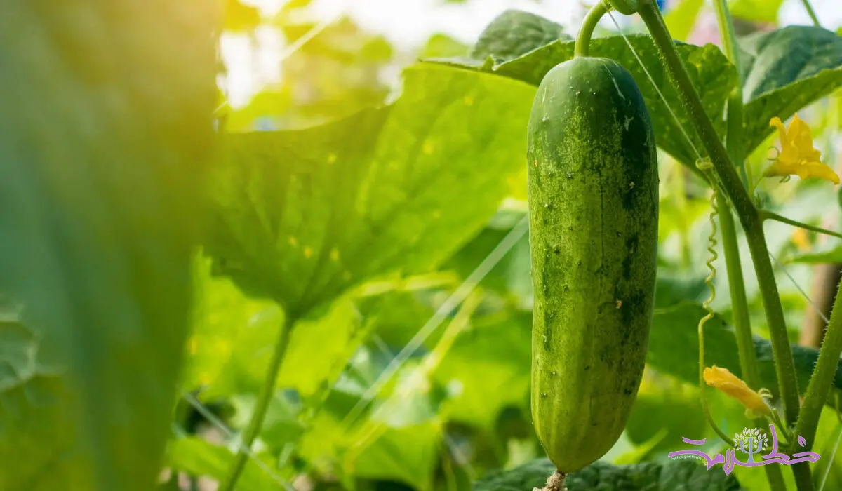 خواص خیار/  ۷ خاصیت علمی اثبات شده خیار