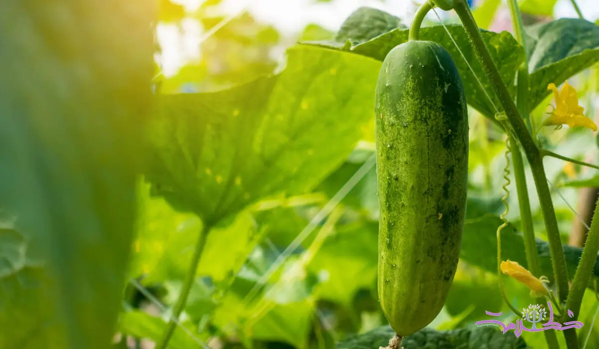 خواص خیار/  ۷ خاصیت علمی اثبات شده خیار
